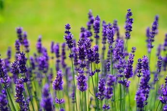 Lavanda Rapeh Rapé Lavanda