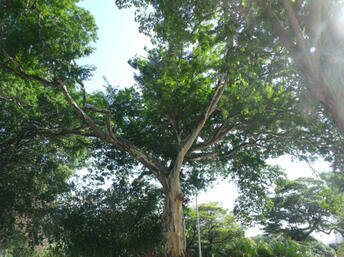 Mulateiro Rapeh Mulateiro