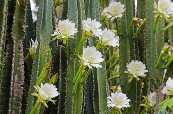 Cactus Rapeh Rapé Cactus